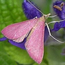 Pyrausta inornatalis