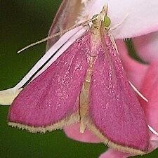 Pyrausta inornatalis