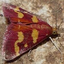 Pyrausta tyralis