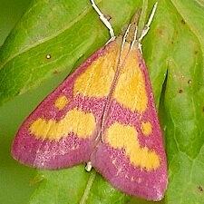 Pyrausta laticlavia