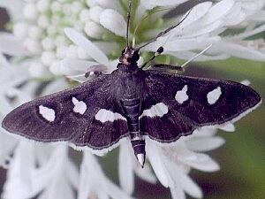 Desmia subdivisalis