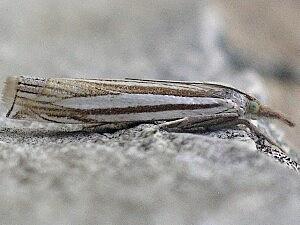 Crambus laqueatellus