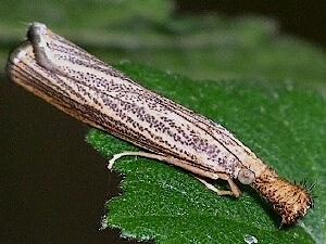 Agriphila vulgivagellus