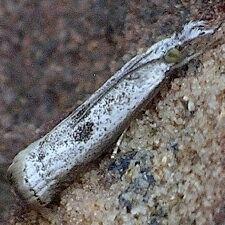 Microcrambus croesus