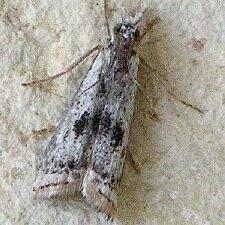 Microcrambus croesus