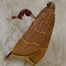 Parachma ochracealis