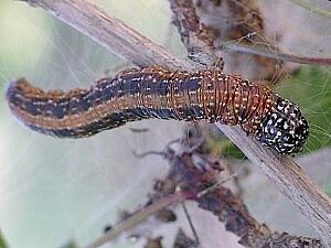 Omphalocera cariosa