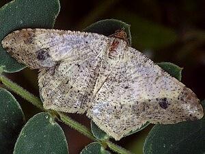 Macaria aequiferaria