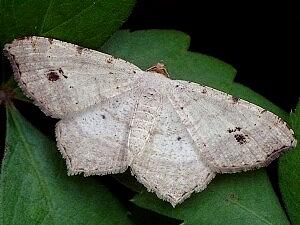 Macaria aequiferaria