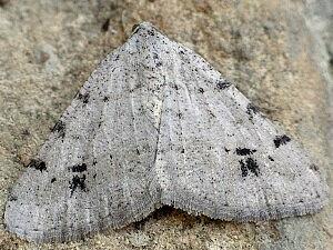 Digrammia californiaria