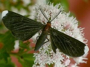 Melanchroia chephise