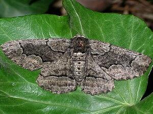 Phaeoura quernaria