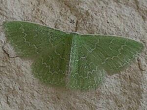 Synchlora frondaria