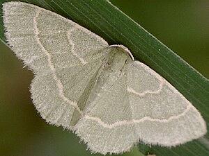 Chlorochlamys phyllinaria