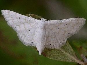 Lobocleta peralbata