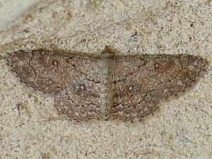 Cyclophora nanaria