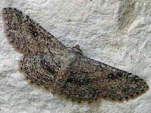 Cyclophora nanaria