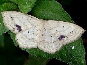 Scopula limboundata