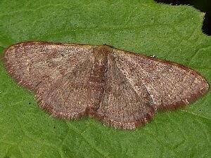 Leptostales pannaria