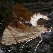 Eulithis diversilineata