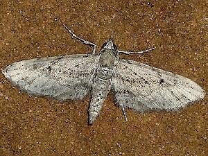 Eupithecia longidens