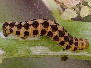 Eupithecia zygadeniata