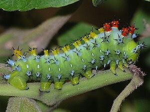 Hyalophora cecropia