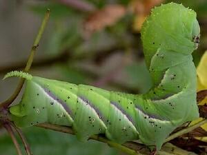 Manduca rustica