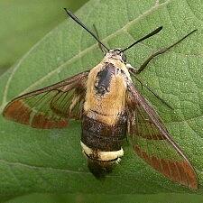 Hemaris diffinis