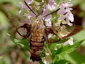 Hemaris diffinis