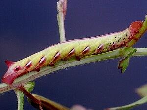 Eumorpha fasciatus