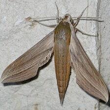 Xylophanes tersa