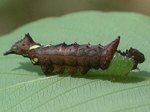 Coelodasys unicornis