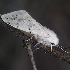 Spilosoma congrua