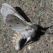 Spilosoma virginica