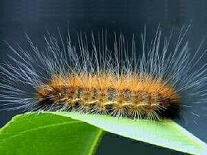 Spilosoma virginica