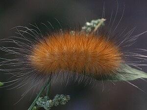 Spilosoma virginica