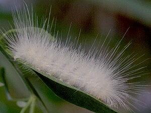 Spilosoma virginica