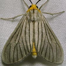 Biturix venosata