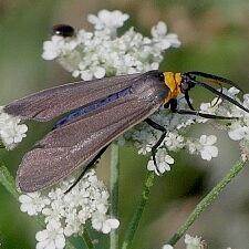 Cisseps fulvicollis