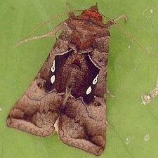 Enigmogramma basigera