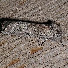 Aon noctuiformis