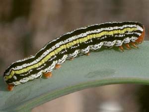 Cerathosia tricolor