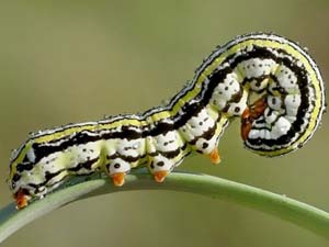 Cerathosia tricolor