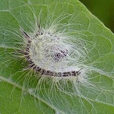 Acronicta rubricoma