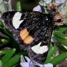 Psychomorpha epimenis