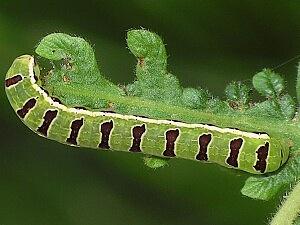 Callopistria floridensis