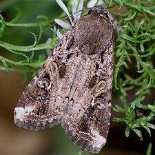 Spodoptera frugiperda