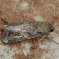 Spodoptera frugiperda