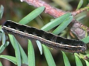 Spodoptera ornithogalli